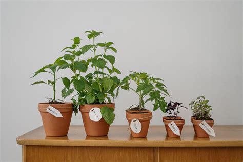 種菜人|陽台種菜怎麼做？從種植條件、工具、注意事項一篇看。